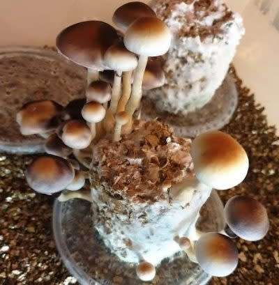 10ml Psilocybe Cubensis Mushroom Spore Syringe
