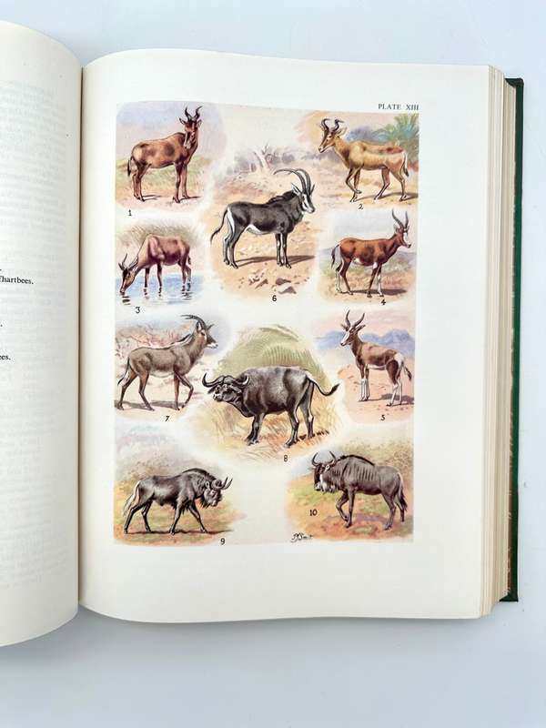 The Mammals of South Africa by Austin Roberts (Deluxe Edition)