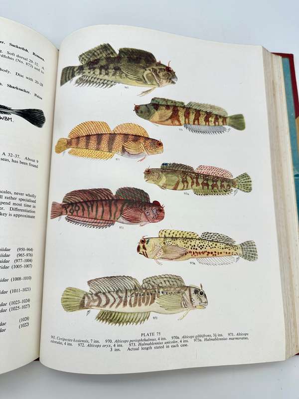 The Sea Fishes of Southern Africa by J.L.B Smith (Deluxe Edition)