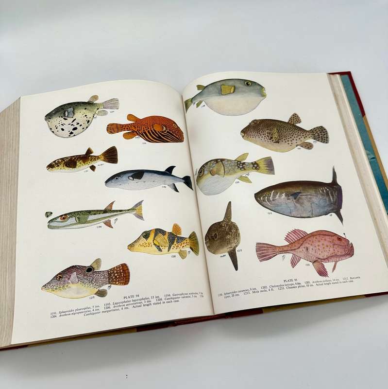 The Sea Fishes of Southern Africa by J.L.B Smith (Deluxe Edition)