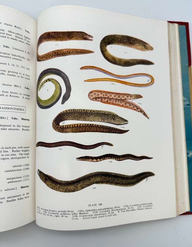 The Sea Fishes of Southern Africa by J.L.B Smith (Deluxe Edition)
