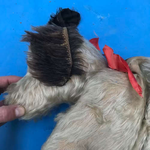Vintage Old Deans Terrier Dog 1940`s