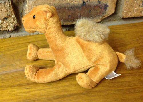 ty Niles camel