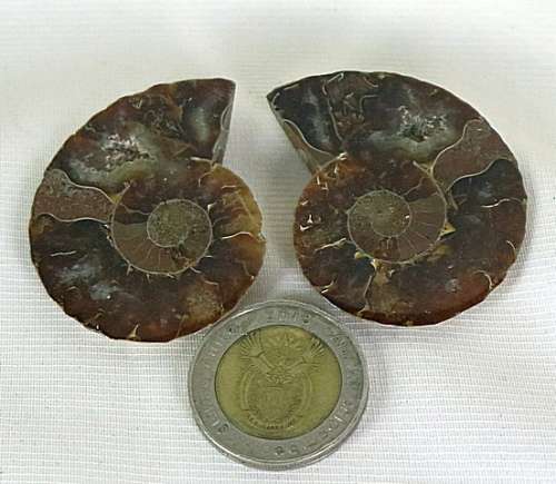 Ammonite fossil pair