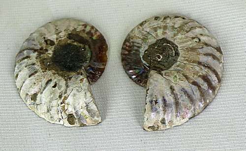Ammonite fossil pair