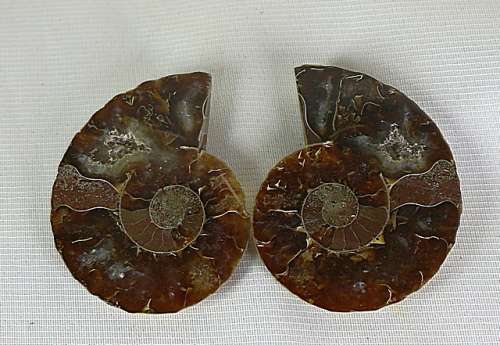 Ammonite fossil pair