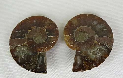 Ammonite fossil pair