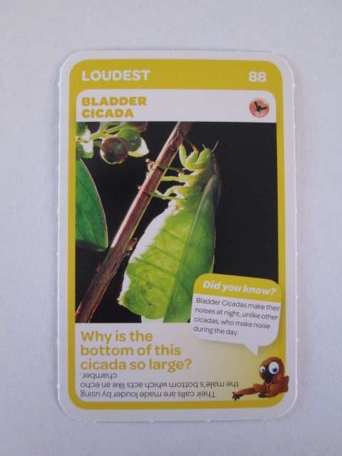 #88 BLADDER CICADA (Loudest) - Pick n Pay Super Animals Trading Card