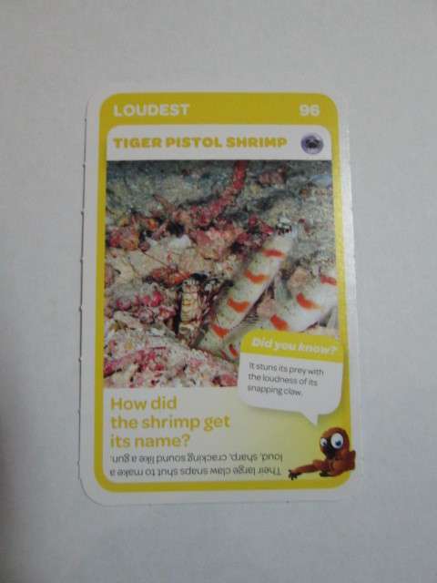 #96 Tiger Pistol Shrimp (Loudest) - Pick n Pay Super Animals Trading Card