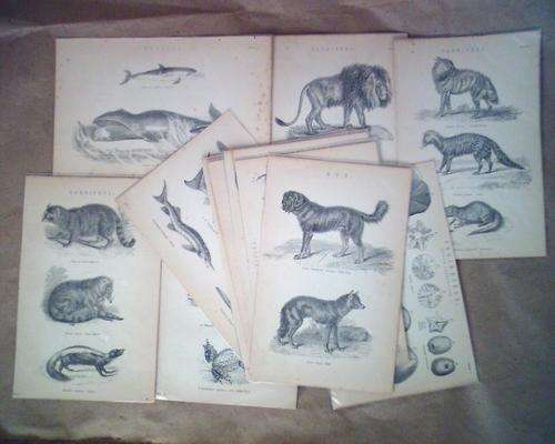 14 Antique Animal and Biological Prints