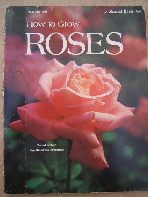 How To Grow Roses