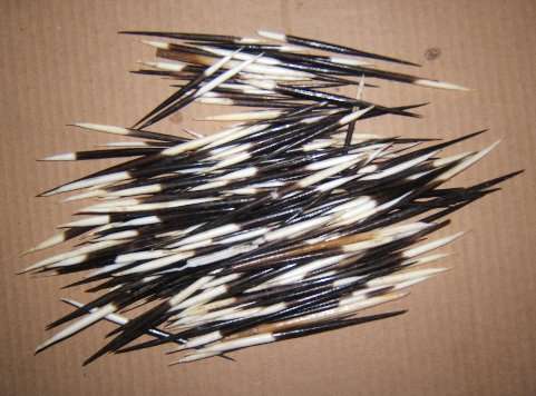 350 Porcupine Quills - Various sizes