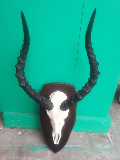 Large Mounted Horns And Skull