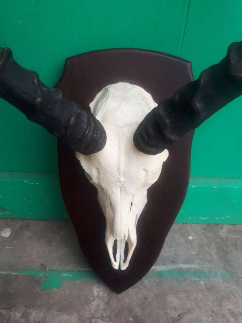 Large Mounted Horns And Skull