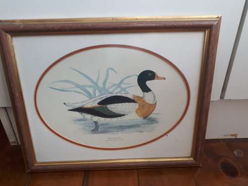 Shieldrake Limited Numbered Print 243 Glass Framed