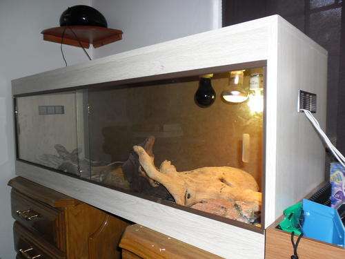 Two bearded dragons with cage and all ascessories - two for price of one :-)