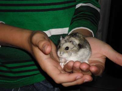 Free to a good home.  Two russian dwarf hamsters and all assesories.