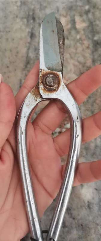 Antique tinman Snips