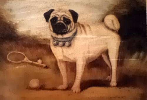 Beautiful print of English naive animal-A Pug on Court by British artist Alexandra Churchill