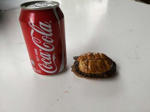 Beautiful preserved small African Tortoise shell.  Rare find!!!