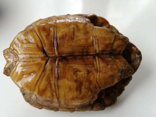 Beautiful preserved small African Tortoise shell.  Rare find!!!