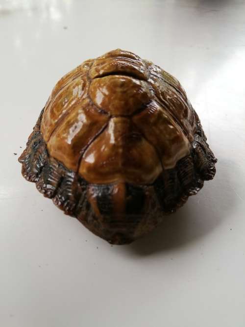 Beautiful preserved small African Tortoise shell.  Rare find!!!
