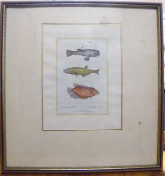Buffon (1707 - 1788) Hand Coloured Etching of Fish - Nicely Framed