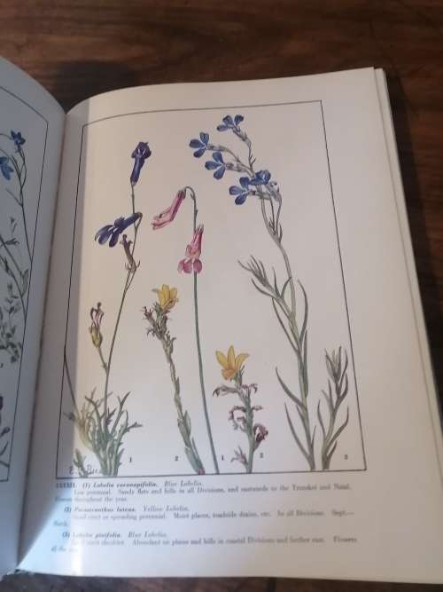 WILD FLOWERS OF THE CAPE OF GOOD HOPE - Elsie Garrett Rice and Robert Harold Compton