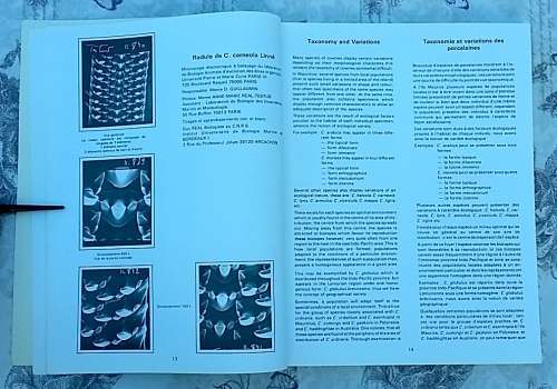Cowries of Mauritius by Boizot, Desjardins and Chakowa