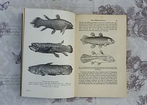 Old Fourlegs - The Story of the Coelacanth by J.L.B. Smith