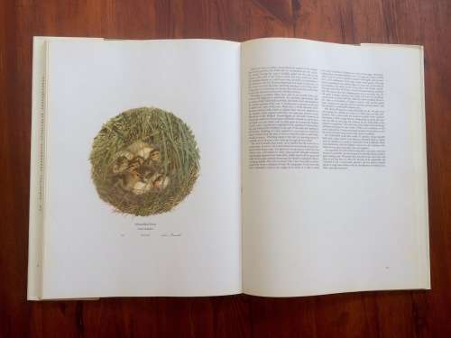 *LIMITED EDITION* Ducks of Sub-Saharan Africa   by Gordon Lindsay Maclean and Gail Darroll