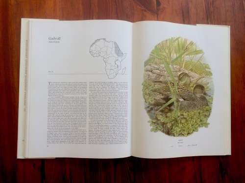 *LIMITED EDITION* Ducks of Sub-Saharan Africa   by Gordon Lindsay Maclean and Gail Darroll