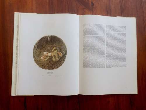*LIMITED EDITION* Ducks of Sub-Saharan Africa   by Gordon Lindsay Maclean and Gail Darroll