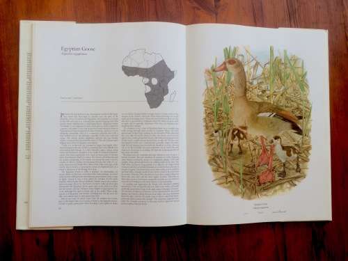 *LIMITED EDITION* Ducks of Sub-Saharan Africa   by Gordon Lindsay Maclean and Gail Darroll