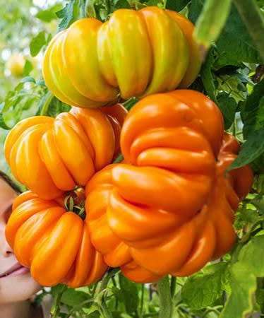 ORANGE ACCORDION TOMATO x 10 seeds