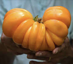 ORANGE ACCORDION TOMATO x 10 seeds