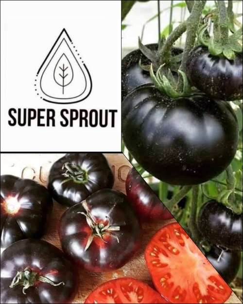TOMATO PINK FANG x 15 + organic seeds