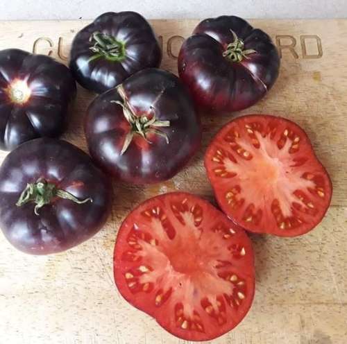 TOMATO PINK FANG x 15 + organic seeds