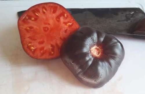 TOMATO PINK FANG x 15 + organic seeds