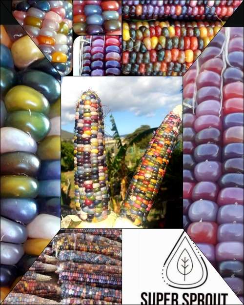 Supersprout Red Corn x 25 seeds
