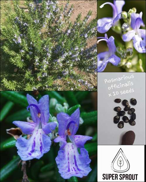 ROSEMARY (Salvia rosmarinus) x  10 seeds