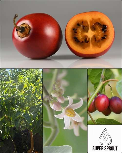 TOMATO TREE /TAMARILLO CYPHOMANDRA BETACEA  x 15 seeds