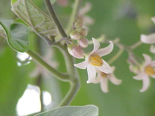 TOMATO TREE /TAMARILLO CYPHOMANDRA BETACEA  x 15 seeds