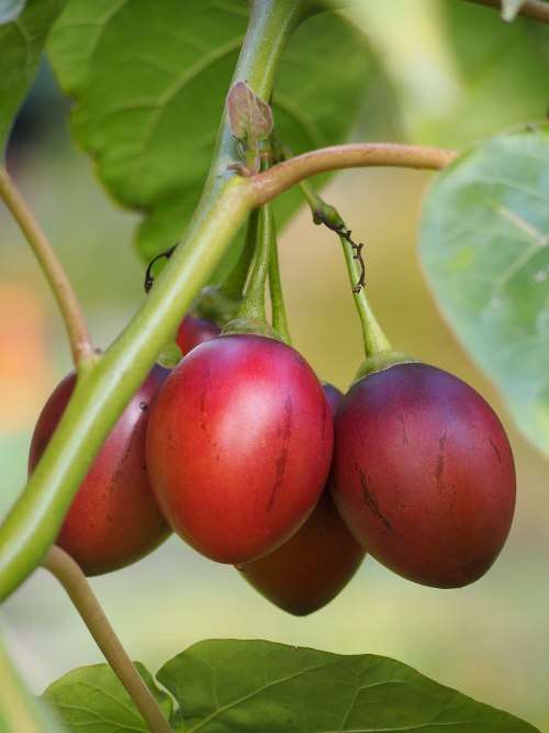 TOMATO TREE /TAMARILLO CYPHOMANDRA BETACEA  x 15 seeds