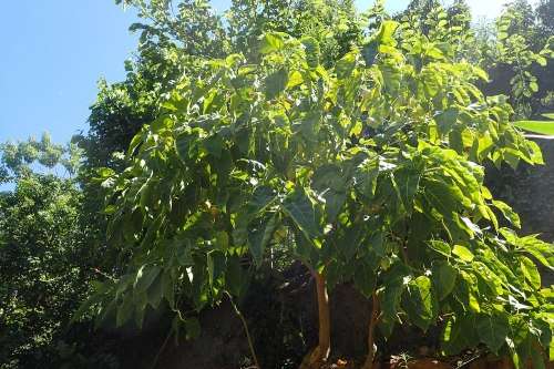 TOMATO TREE /TAMARILLO CYPHOMANDRA BETACEA  x 15 seeds