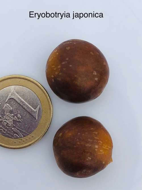 LOQUAT (Eriobotrya japonica) x 5 seeds