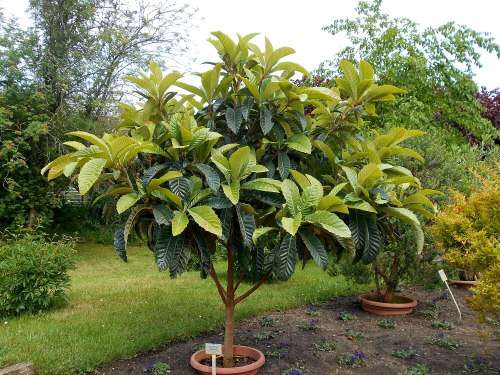 LOQUAT (Eriobotrya japonica) x 5 seeds
