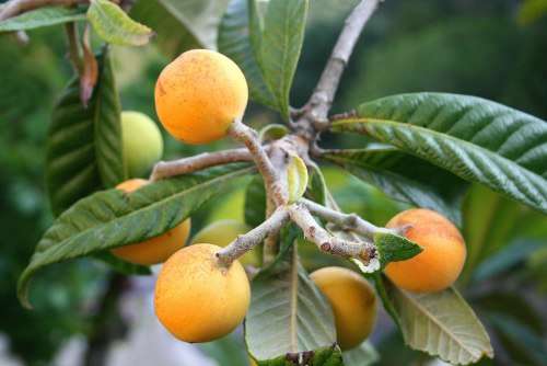 LOQUAT (Eriobotrya japonica) x 5 seeds