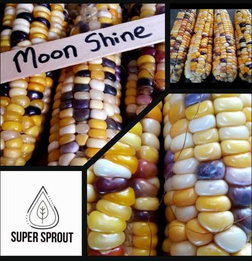 MOON SHINE CORN X 25 seeds