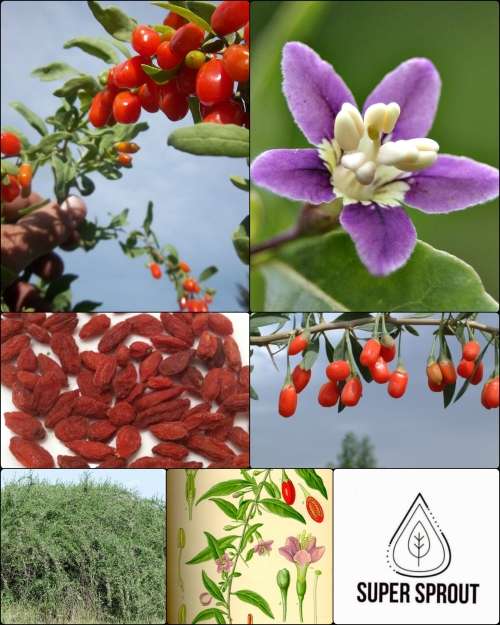 GOJI BERRY  (Lycium barbarum) x 1000 seeds